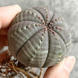 【B5024】【選抜株】ユーフォルビア オベサ Euphorbia obesa ( 検索 アガベ 塊根植物 多肉植物 )