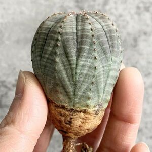 【B5025】【SS級美模様！選抜株】ユーフォルビア オベサ Euphorbia obesa ( 検索 アガベ 塊根植物 多肉植物 )