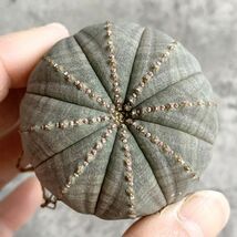 【B5026】【選抜株】ユーフォルビア オベサ Euphorbia obesa ( 検索 アガベ 塊根植物 多肉植物 )_画像2