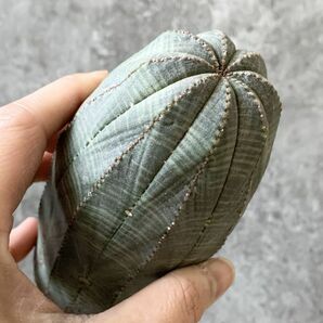 【B5285】SS級巨大14.5㎝！！【極上特選大株！！】ユーフォルビア オベサ Euphorbia obesa ( 検索 アガベ 多肉植物 )の画像5