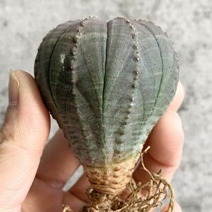 【B5042】【選抜株】ユーフォルビア オベサ Euphorbia obesa ( 検索 アガベ 塊根植物 多肉植物 )の画像1