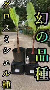 [ banana. seedling ] illusion. goods kind! gloss Michel. seedling 2 ps ( middle .80cm rom and rear (before and after) )[ kitchen garden ]