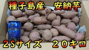 【K-GAP取得】本場種子島産 安納芋紅2S　20kg【ねっとり】