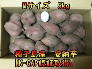 【本場種子島産】安納芋紅Mサイズ 5キロ　ねっとり！完熟！【K-GAP取得】