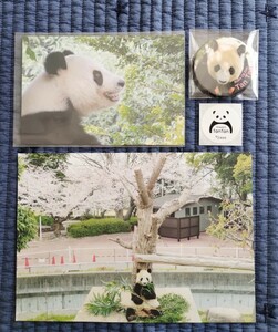 c 桜とタンタン ポストカード マグネット　非売品シール レターメモ　王子動物園
