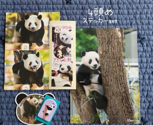 4頭め 『 パンダ自身×アトパン 』 非売品ステッカーset シャンシャン ブロマイド&ポストカード 上野動物園