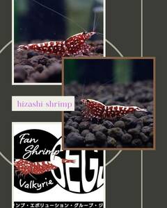 【hizashi-shrimp】S4/レッドギャラクシー２匹*抱卵ペアセット* /アクアリウム水槽/シュリンプ/