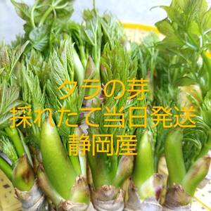 タラの芽　２〜３人前　採れたて当日発送　とげなし　静岡産　100㌘＋α