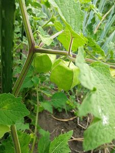 食用ほおづきの種　100粒以上