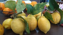 瀬戸内レモン 農薬不使用1.3kg 12個_画像1