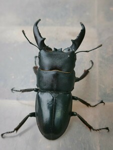 天然WD　佐賀県鳥栖市産　本土ヒラタ成虫♂♀♀トリオ　コクワガタ成虫ペア 　幼虫10頭　計15頭