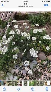 花種　オルレア　一年草　お庭の貴婦人　約20個　北海道より