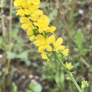 花種 キンミズヒキ 野草 宿根草 花殻約5粒 北海道よりの画像1