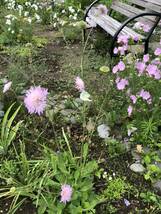 ムスクマロー　種　ピンク　宿根草　可愛い　花殻約10個　北海道より_画像4