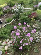 ムスクマロー　種　ピンク　宿根草　可愛い　花殻約10個　北海道より_画像1