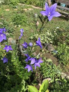 花種　桔梗　キキョウ　紫　宿根　種約30粒　北海道より