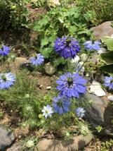 花種　ニゲラ　クロタネソウ　一年草　３色ミックス　約20粒　北海道より_画像4