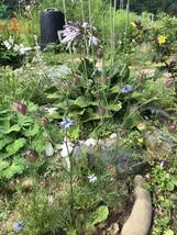 花種　ニゲラ　クロタネソウ　一年草　３色ミックス　約20粒　北海道より_画像6