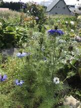 花種　ニゲラ　クロタネソウ　一年草　３色ミックス　約20粒　北海道より_画像8