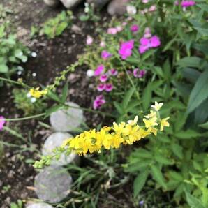 花種 キンミズヒキ 野草 宿根草 花殻約5粒 北海道よりの画像2