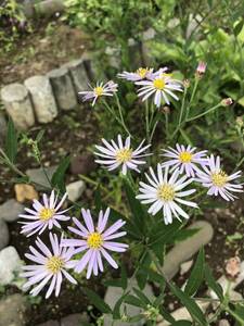 花種　野紺菊　ノコンギク　宿根草　花殻3個　侘び寂びシリーズ？北海道より