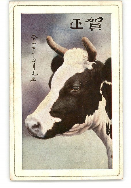 XZC4244 ●Carte du Nouvel An carte postale d'art vache *Endommagée [carte postale], antique, collection, marchandises diverses, carte postale illustrée