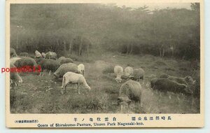 Q3850●長崎 温泉公園 白雲牧場の羊【絵葉書】