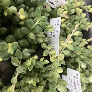 ★希少　多肉植物　数量６　斑入りセネシオ ピーチネックレス 　４ポットセット