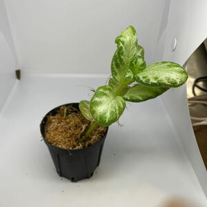 エピスシア　クプレアタ　Episcia cupreata　ジメジメ系　熱帯植物　パルダリウム