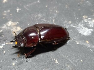 赤レギウスホワイトアイ ♀単品 ♀40.5赤みは写真で確認。未後食 ②