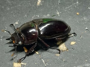 赤レギウスホワイトアイ ♀単品 ♀44.3赤みは写真で確認。未後食 ③