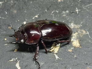 赤レギウスホワイトアイ ♀単品 ♀44.6赤みは写真で確認。未後食 ⑧