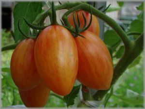 固定種 トマト 種子 20粒 ブラッシュ