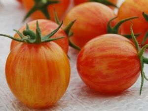 固定種 ミニトマト 種子 10粒 サンライズバンブルビー