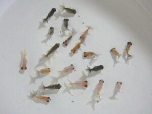 二橋養魚場産　キャリコ蝶尾　稚魚(3cmサイズ）　5匹セット　②