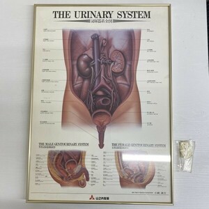 G0715 mountain . inside made medicine urinary system series all map THE URINARY SYSTEM picture frame frame art frame large size 52.×37.