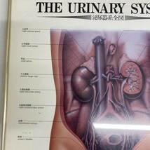 G0715 山之内製薬 泌尿器系全図　THE URINARY SYSTEM　額縁　額装　アートフレーム　大判52㎝×37㎝_画像2