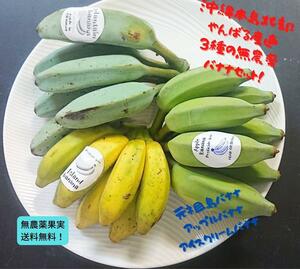  popular domestic production banana 3 kind! meal . comparing! Okinawa main island north part production!3 kind banana 