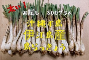 太い！旬の沖縄本島伊江島産！！島らっきょう農薬不使用300gちょこっとお試しに！