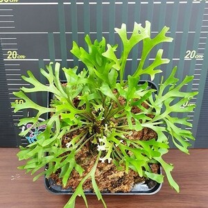 Y002 Platycerium ridleyi 'Thin&Dwarf'' (台湾株)【0/0輸入・プラティケリウム・リドレイ・シンドワーフ (細葉矮性)】