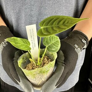 Y013 Anthurium veitchii (台湾株)【3/26輸入・アンスリウム・ベイチー (ビーチー)・アロイド】の画像2