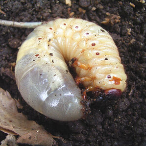 ♪♪ 【毎年大人気です！！ 栄養たっぷりの天然腐葉土・クヌギの朽木で育った元気固体です！！】天然カブトムシの3齢幼虫5匹！! ♪♪の画像2