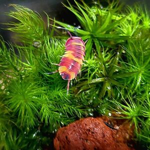 スカーレット　5+1匹　meruranella sp.scarlet メルラネラ ダンゴムシ　奇蟲　昆虫　ワラジムシ