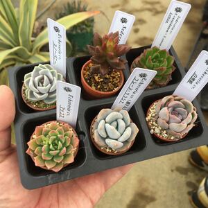 多肉植物 寄せ植え6点セット　エケベリア　セダム　第4種発送