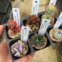 多肉植物 寄せ植え 1寸苗　6点セット　エケベリア　セダム　第4種郵便_画像1