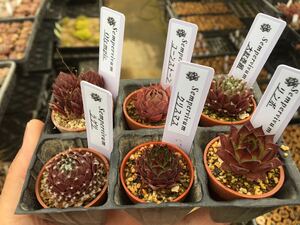 多肉植物 センペルビウム　赤系　1寸苗 6点セット　第4種郵便