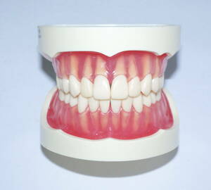 歯科 模型 ニッシン 複製歯牙着脱模型 ANA3003 UL JCP D 28 顎模型 NISSIN マネキン 歯科衛生士 技工 資料 ペリオ 説明