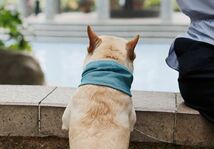 犬用クールバンダナ　ひんやり首輪　熱中症対策　保冷　冷却グッズ　メッシュ素材　丸洗いできて清潔★わんちゃん猫ちゃん快適★Sサイズ_画像4