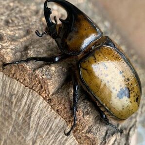 マヤシロカブト ♂68mm ♀62ｍｍ ★CBF2★の画像2