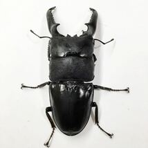 パラワンオオヒラタ②　新成虫　4匹セット　♂106、101、101ミリ　♀38ミリ　未使用_画像5